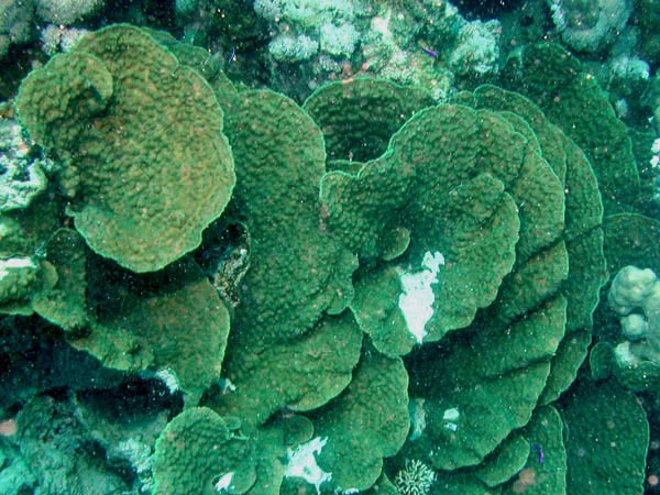 Montipora delicatula